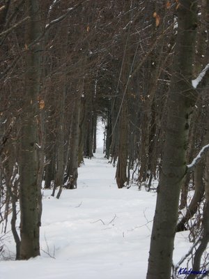 IMG_5060.jpg