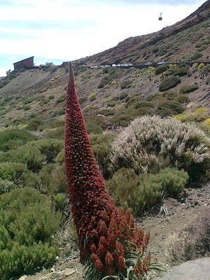 teide2.jpg